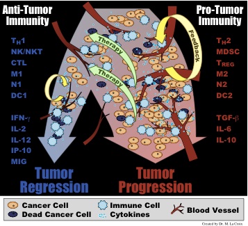 inflammation_dichotomy