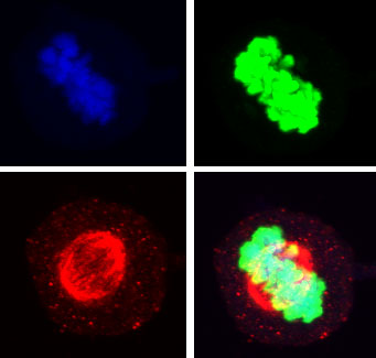 cell nucleus in M phase